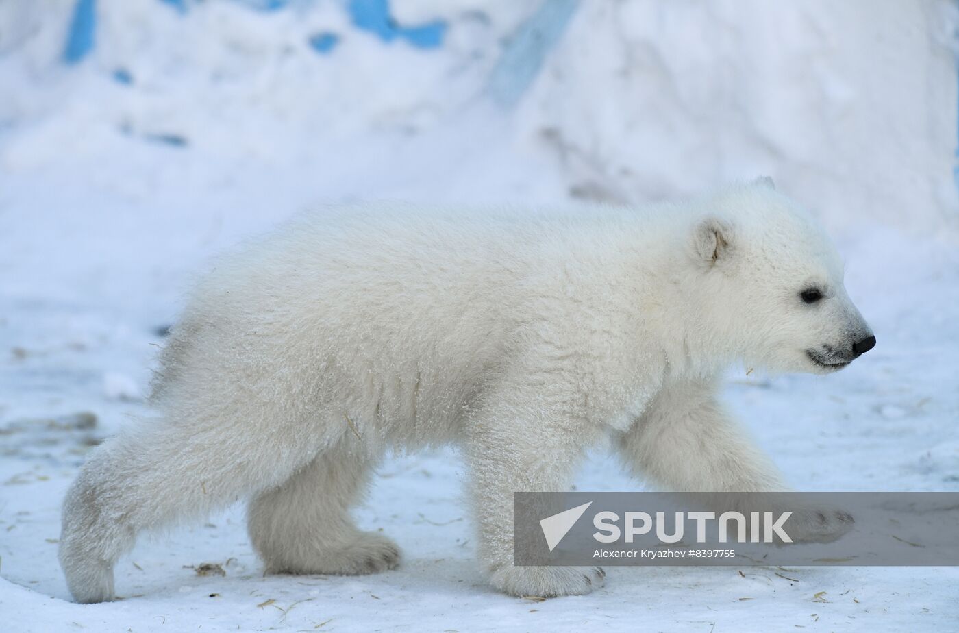 Russia Zoo Polar Bear Cubs