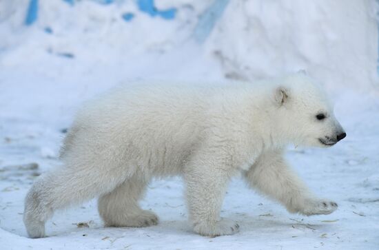 Russia Zoo Polar Bear Cubs