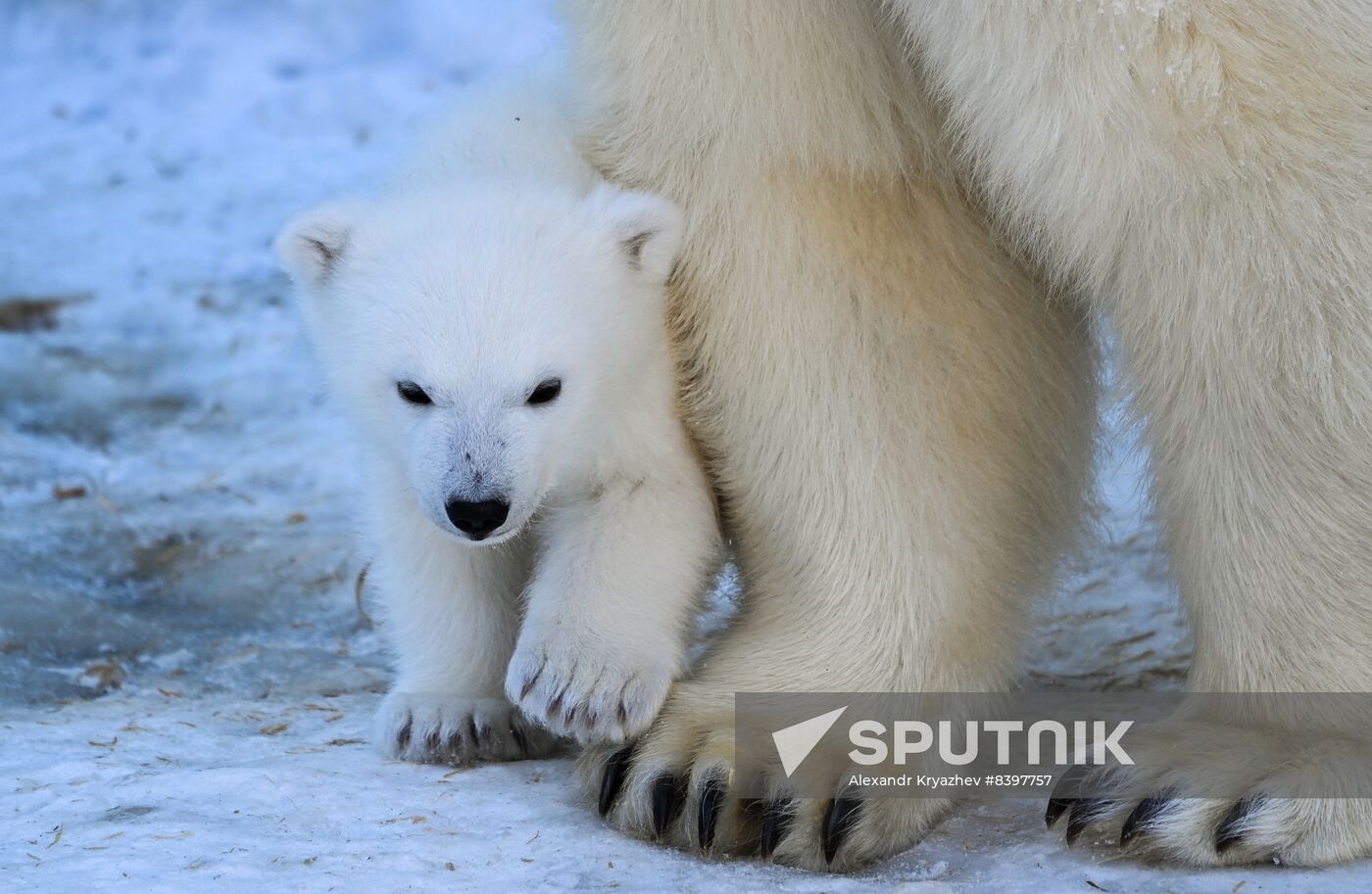 Russia Zoo Polar Bear Cubs
