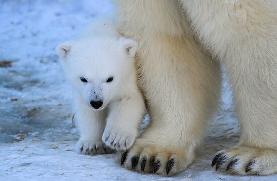 Russia Zoo Polar Bear Cubs