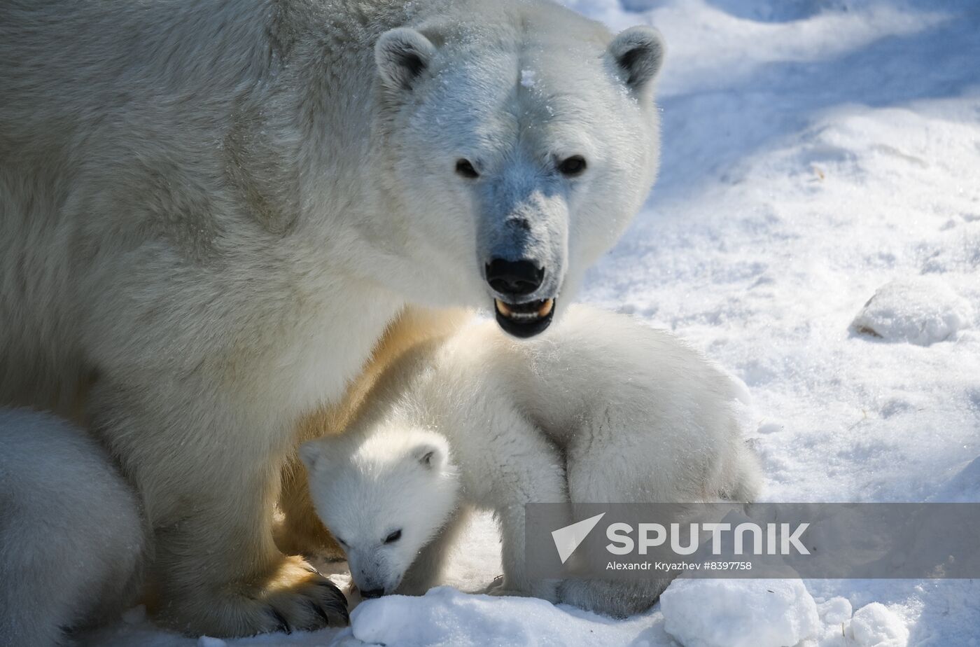 Russia Zoo Polar Bear Cubs