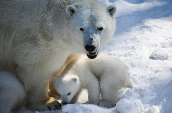Russia Zoo Polar Bear Cubs