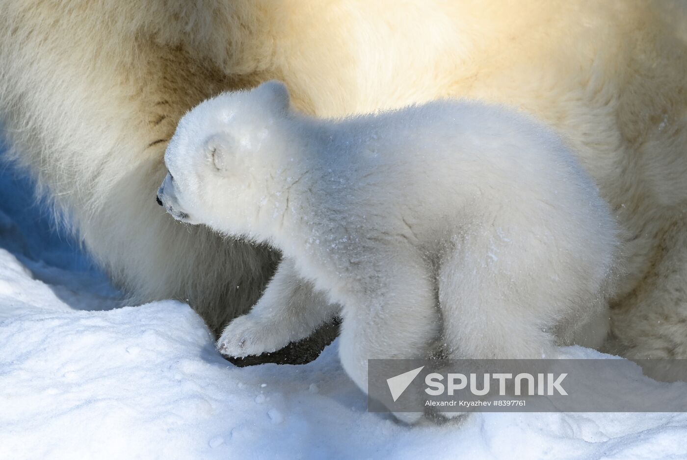 Russia Zoo Polar Bear Cubs