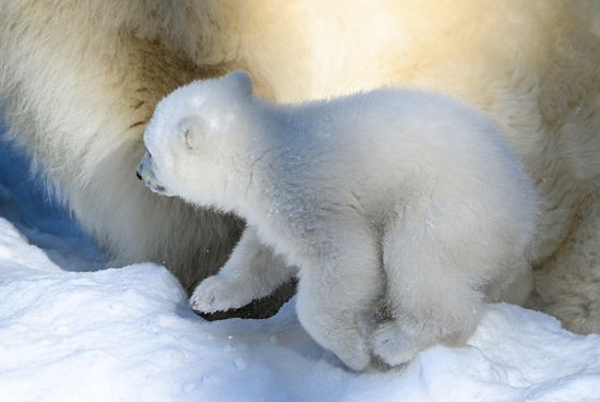 Russia Zoo Polar Bear Cubs