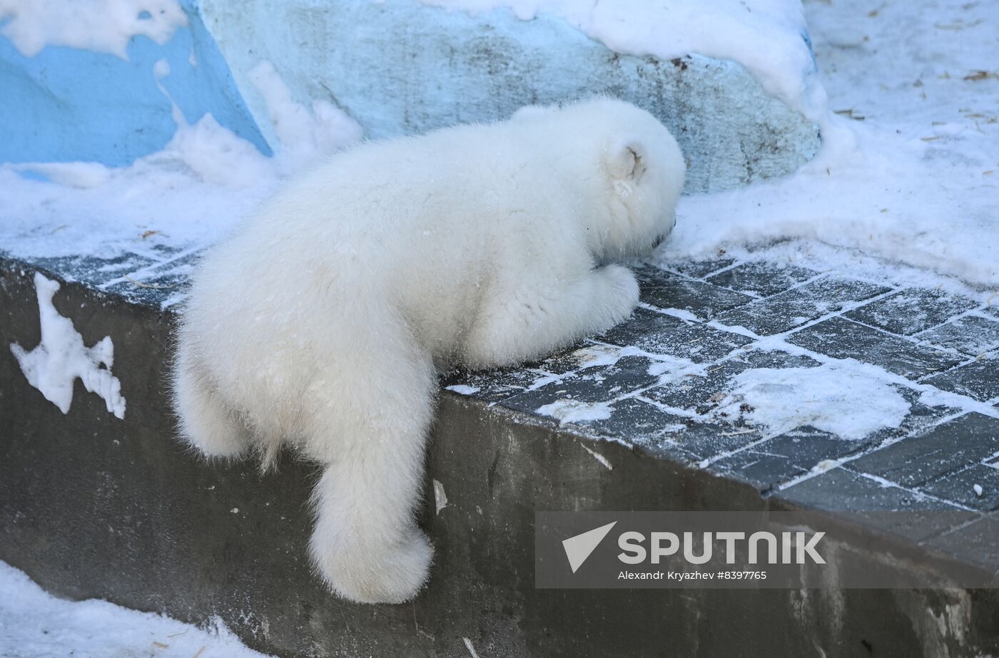 Russia Zoo Polar Bear Cubs