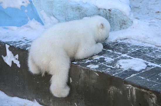 Russia Zoo Polar Bear Cubs