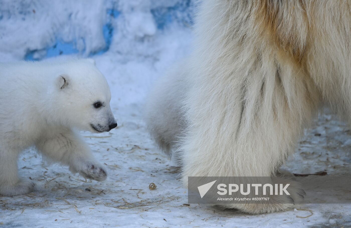 Russia Zoo Polar Bear Cubs