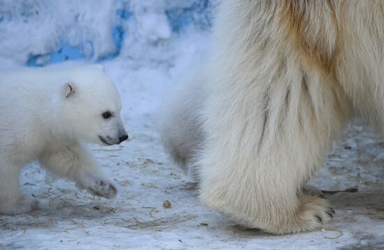 Russia Zoo Polar Bear Cubs