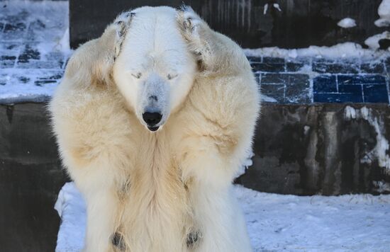 Russia Zoo Polar Bear Cubs