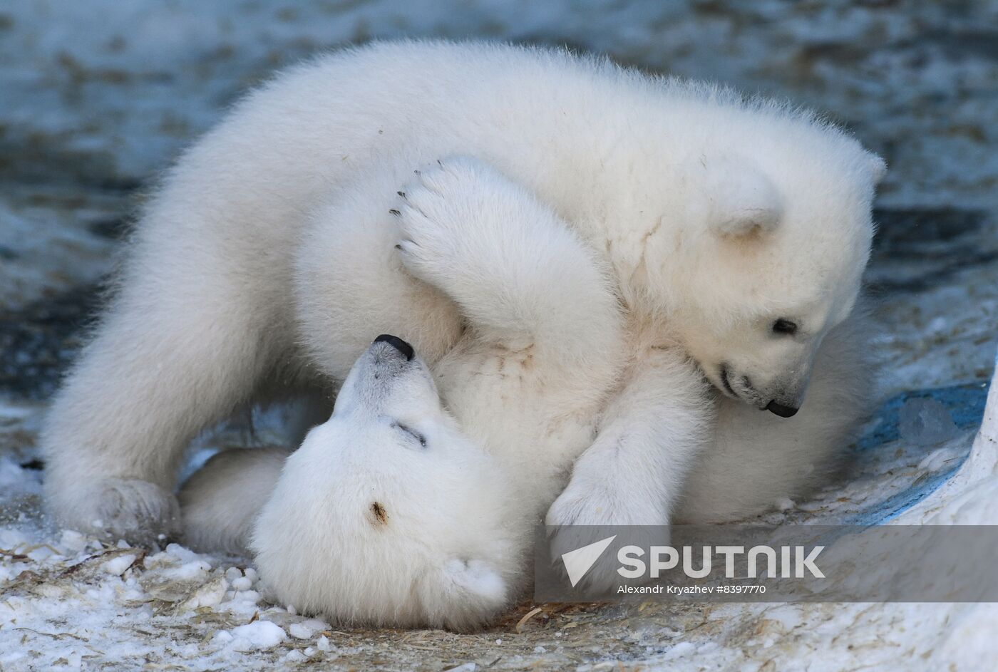 cute polar bear cubs sleeping