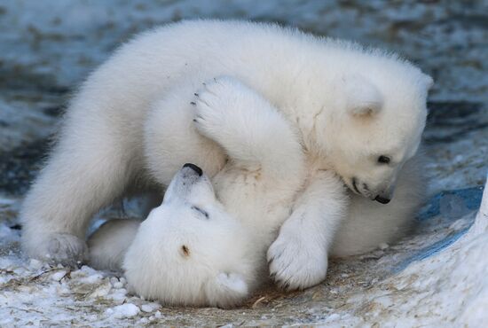 Russia Zoo Polar Bear Cubs