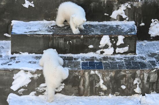 Russia Zoo Polar Bear Cubs