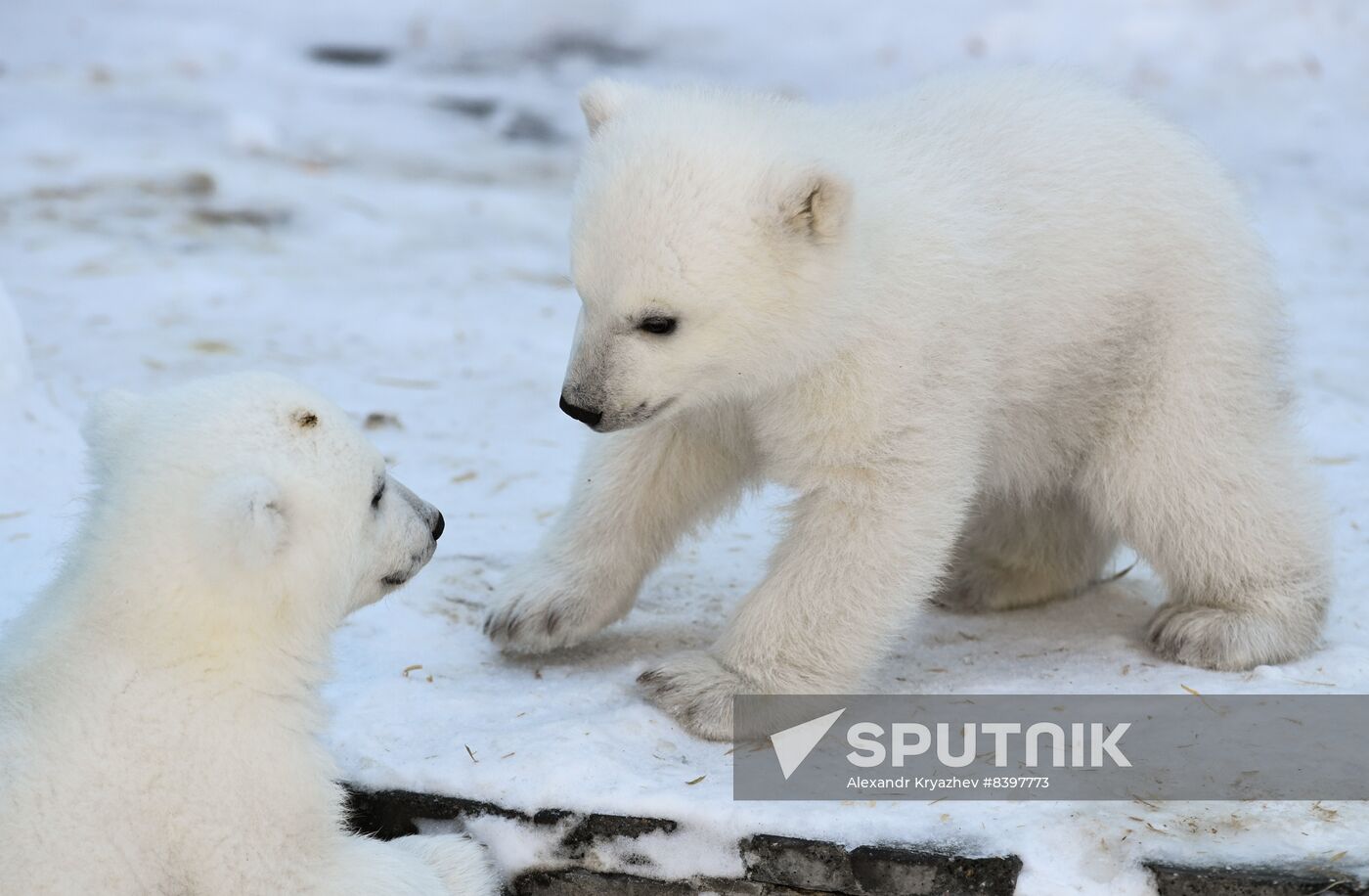 Russia Zoo Polar Bear Cubs