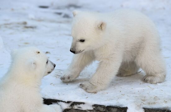 Russia Zoo Polar Bear Cubs