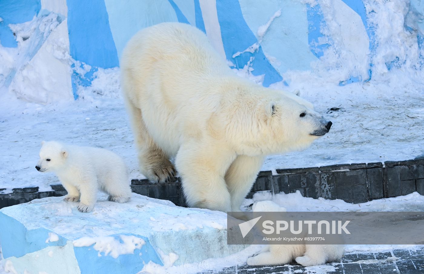 Russia Zoo Polar Bear Cubs