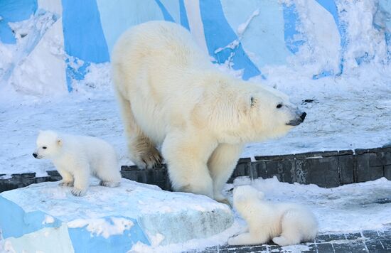 Russia Zoo Polar Bear Cubs