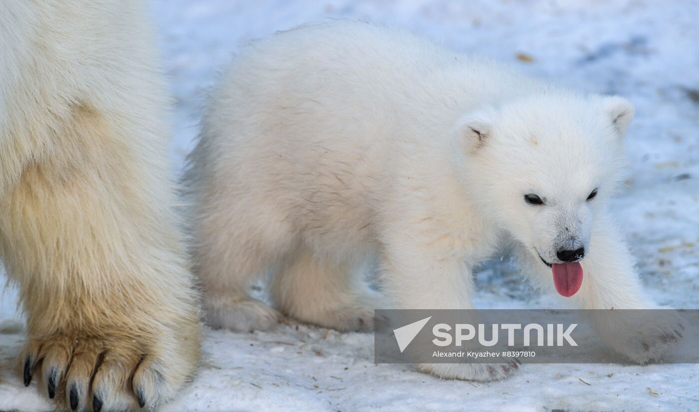 Russia Zoo Polar Bear Cubs