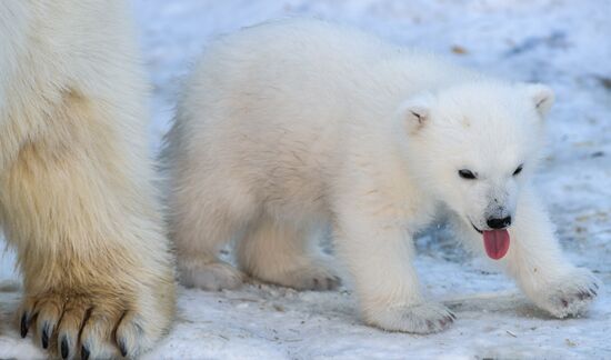 Russia Zoo Polar Bear Cubs