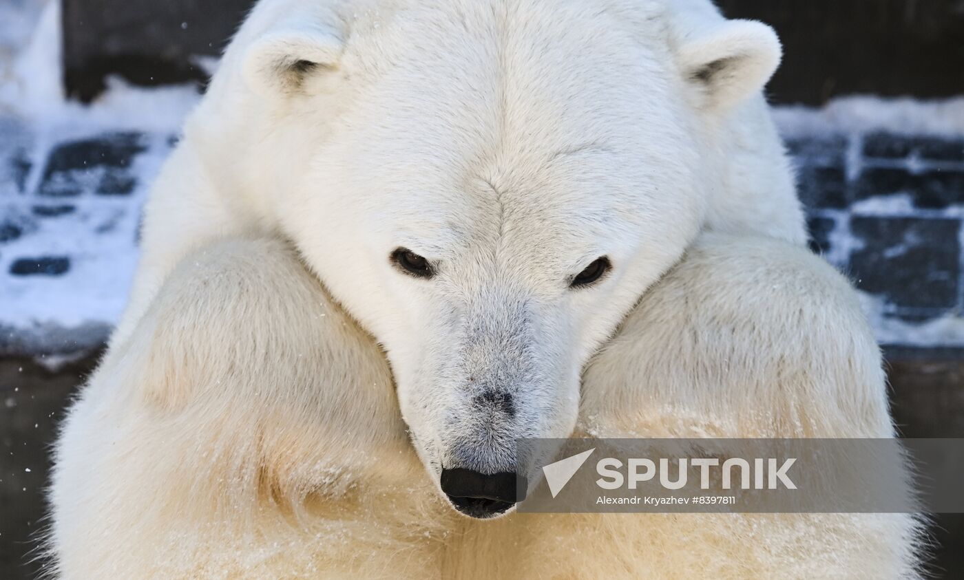 Russia Zoo Polar Bear Cubs