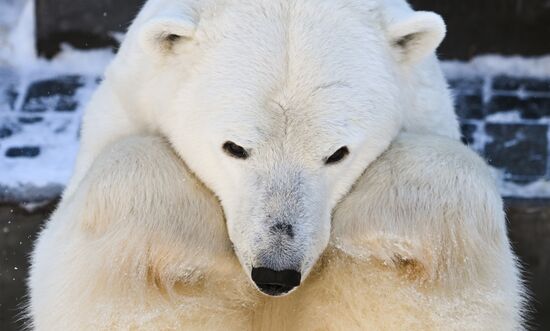 Russia Zoo Polar Bear Cubs