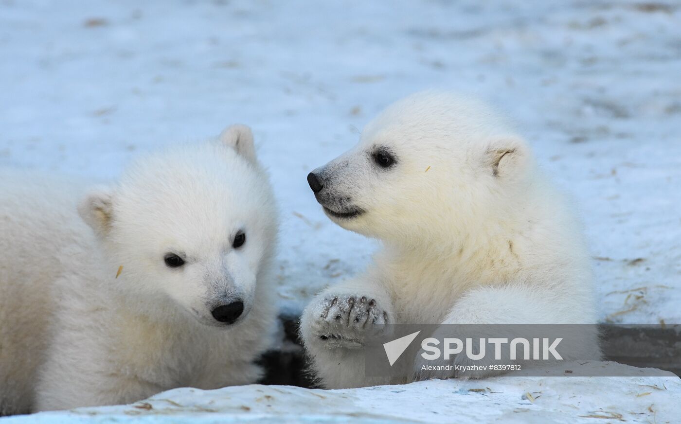 Russia Zoo Polar Bear Cubs