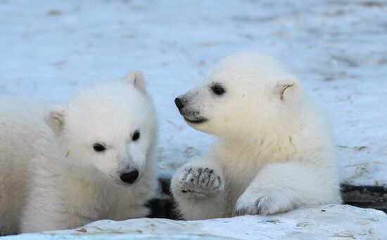 Russia Zoo Polar Bear Cubs