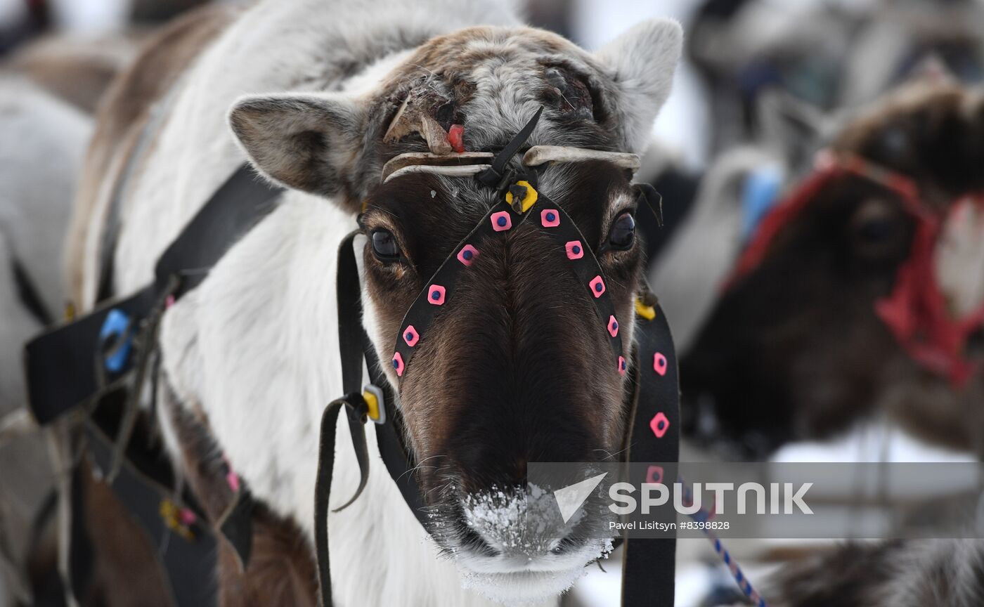 Russia Reindeer Herders' Day