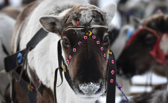 Russia Reindeer Herders' Day