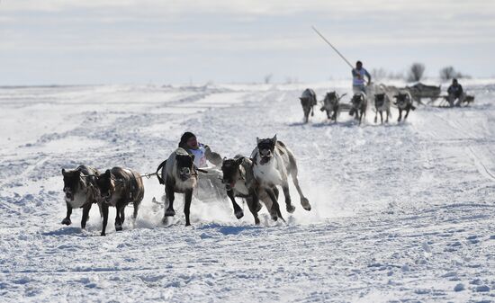 Russia Reindeer Herders' Day