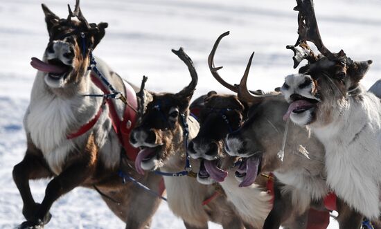 Russia Reindeer Herders' Day