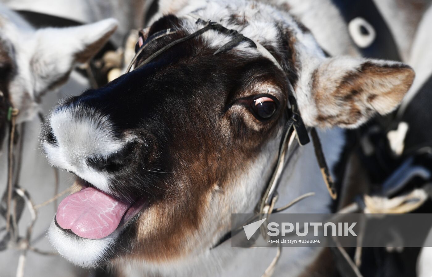 Russia Reindeer Herders' Day