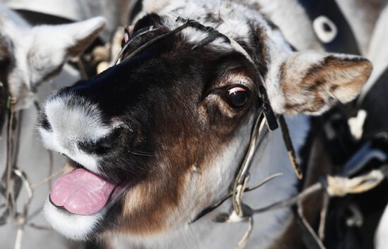 Russia Reindeer Herders' Day