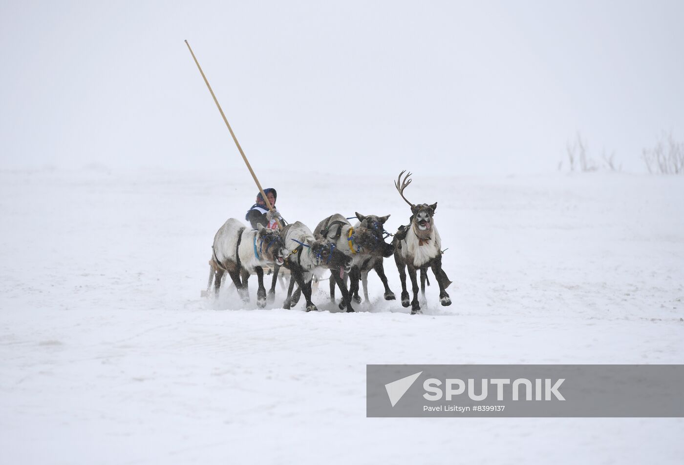 Russia Reindeer Herders' Day