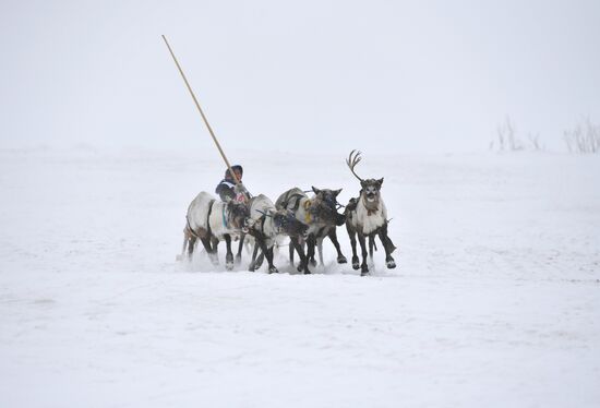 Russia Reindeer Herders' Day