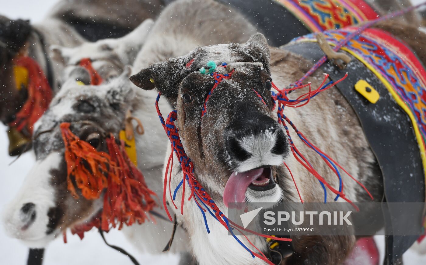 Russia Reindeer Herders' Day