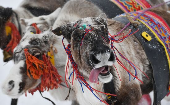 Russia Reindeer Herders' Day