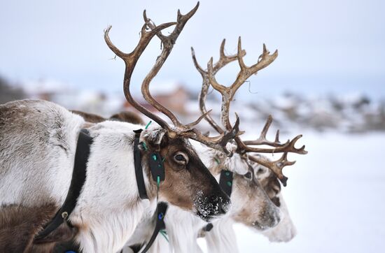 Russia Reindeer Herders' Day