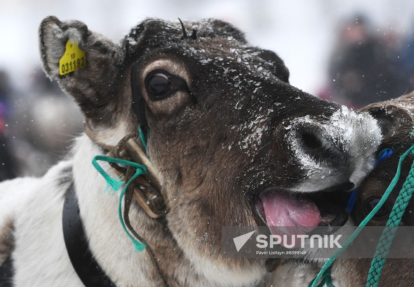 Russia Reindeer Herders' Day