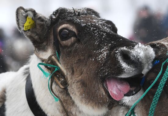 Russia Reindeer Herders' Day