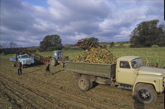 Vladimir Lenin Collective Farm in Moscow Region