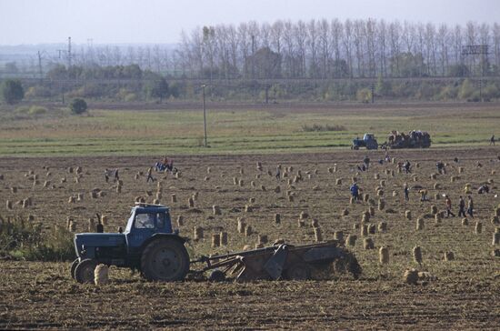 Vladimir Lenin Collective Farm in Moscow Region
