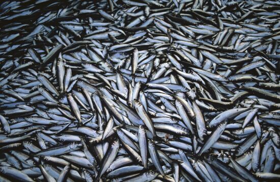 Kirov Fishing Collective Farm in Estonia