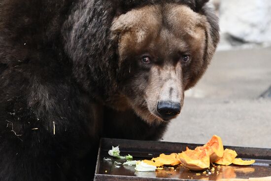 Russia Zoo Bears