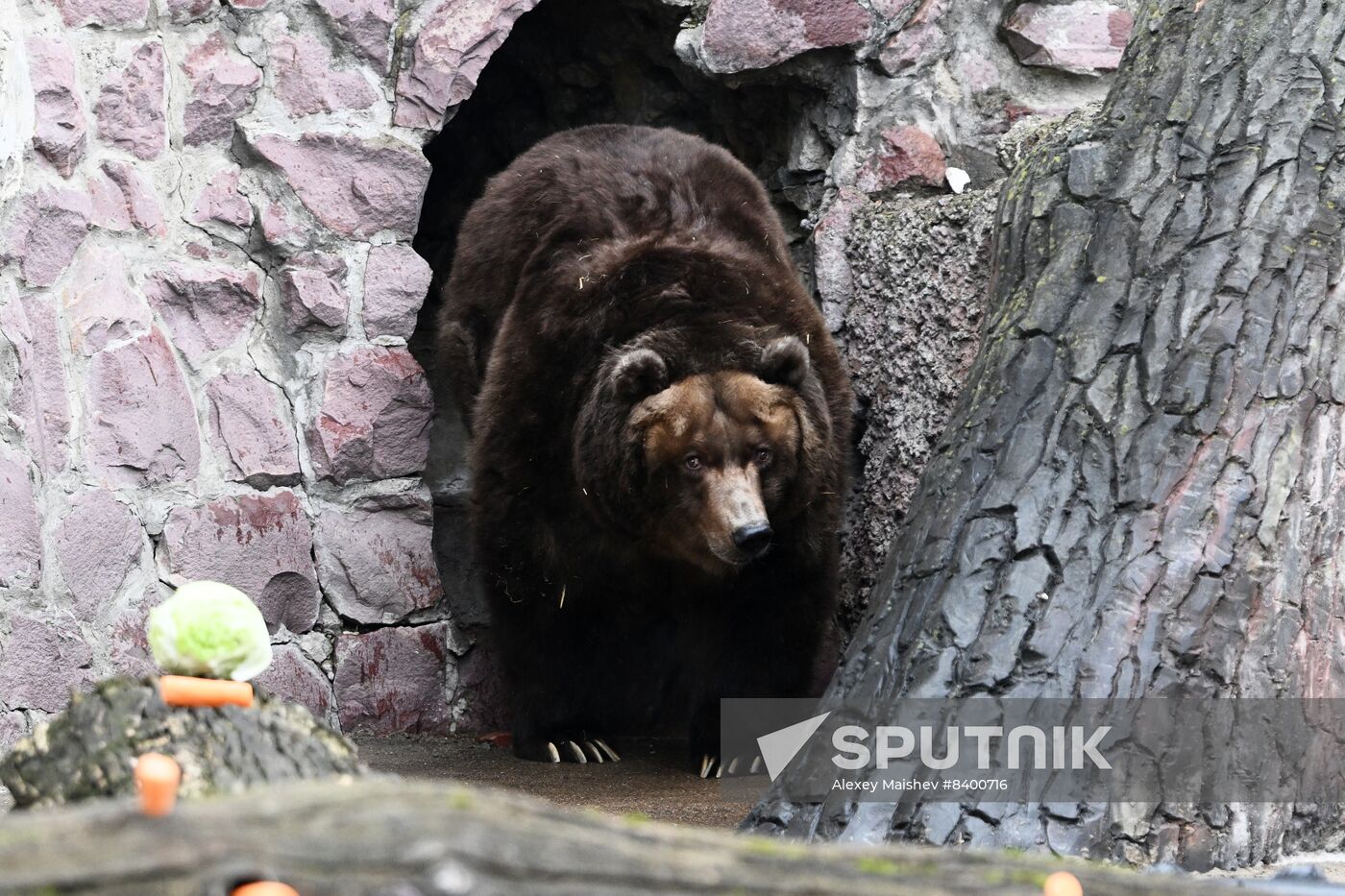 Russia Zoo Bears