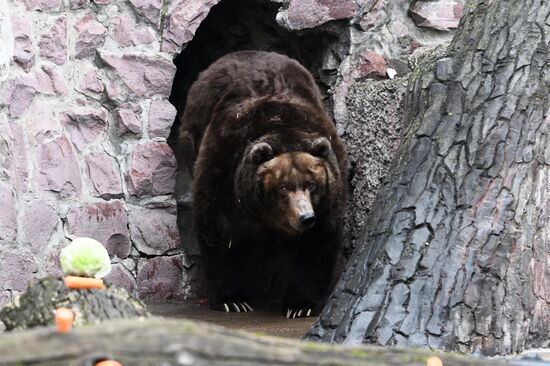 Russia Zoo Bears