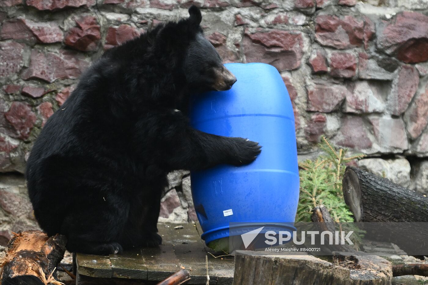 Russia Zoo Bears