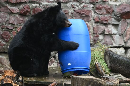 Russia Zoo Bears