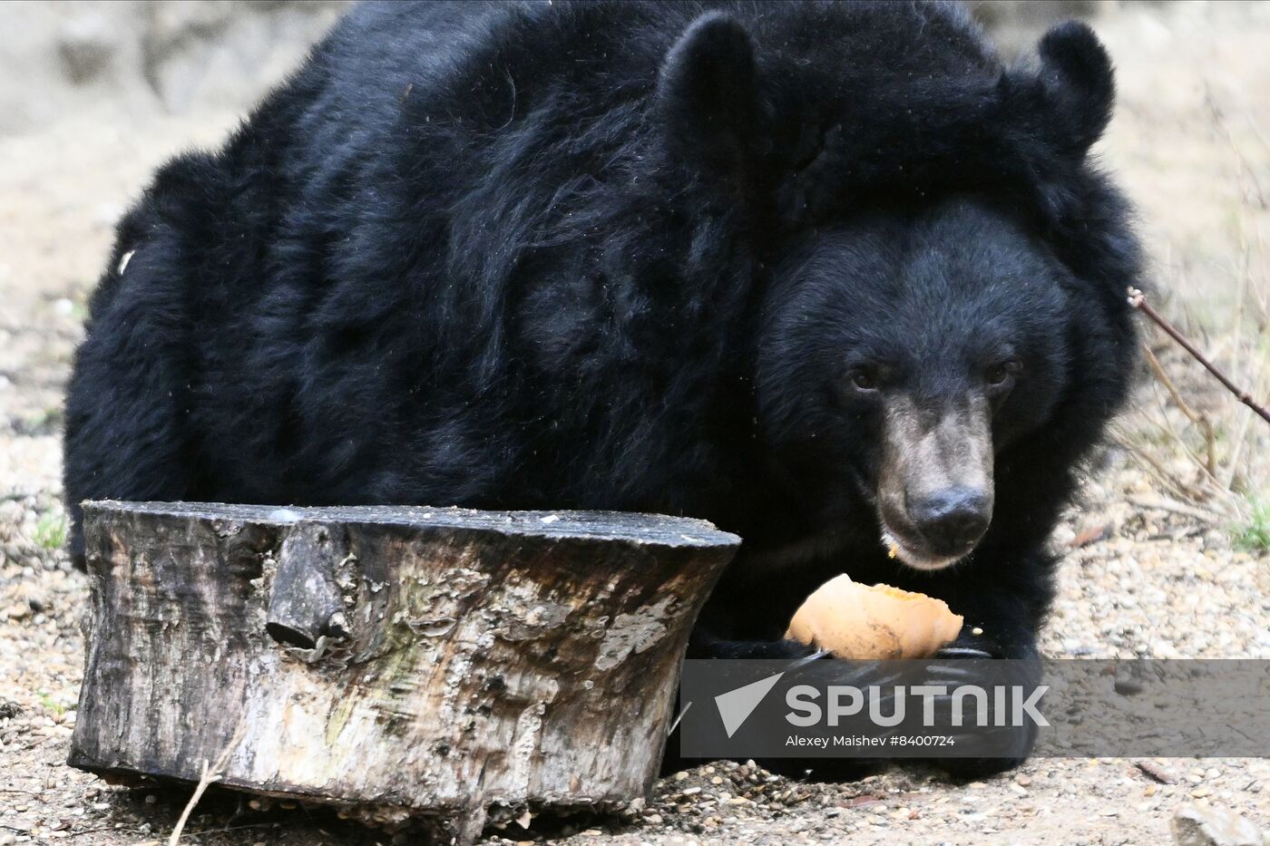 Russia Zoo Bears