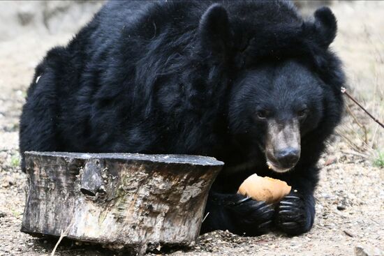 Russia Zoo Bears