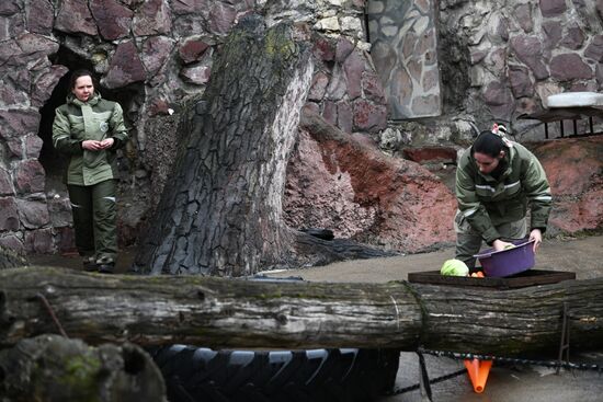 Russia Zoo Bears